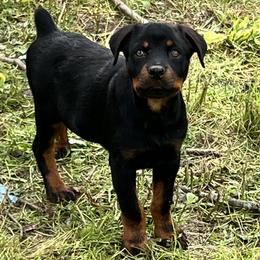 Girl 2 - Black and rust Rottweiler puppy in Fowler, Ohio from Pushing Performance Rottweilers