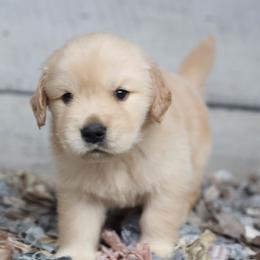 Golden Retriever and Labrador Retriever Puppies from Dublin Rise