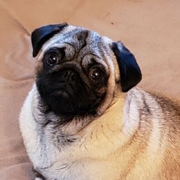 Ginny - Pug