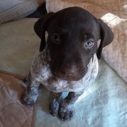 German Shorthaired Pointers from Samantha Whitehouse