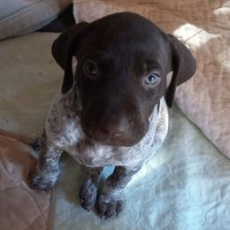German Shorthaired Pointers from Samantha Whitehouse