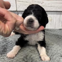 Brandy's White Collar 2495.00 - Tri-color male Bernedoodle puppy in Alvin, Texas from JP Southern Doodles