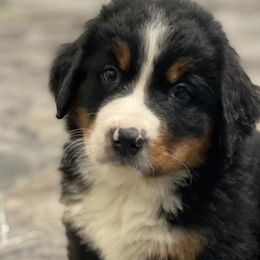 Iris - Black rust and white Bernese Mountain Dog puppy in New Haven, Indiana from Milan Berners