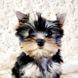 Yorkshire Terrier Puppies from Hetzel’s Enchanted Yorkies (Michigan)