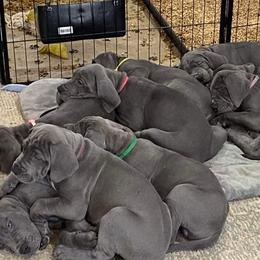 Great Dane Puppies from Lazy A Danes