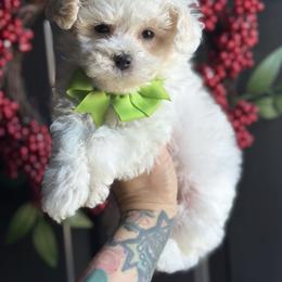 Chance - White male Poodle puppy in Adolphus, Kentucky from Deerly Poodles