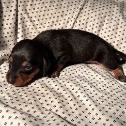 Link - Black and tan male Dachshund puppy in Los Angeles, California from Dachshunds of the Desert