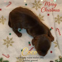 Tina - Chocolate and tan female Dachshund puppy in Marshall, Texas from Wilson's Kennels