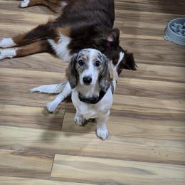 Willow - Dachshund