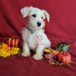 Boy 3 - male Miniature Schnauzer puppy in Daphne, Alabama from Puppy Sugars Kennels