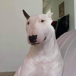 Bull Terrier All Grown Up from Wilkins farms