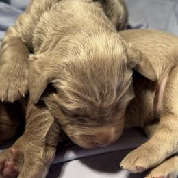 Karma - female Long Haired Weimaraner puppy in Blanchardville, Wisconsin from Northern Bluegrass Weimaraners