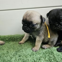 Yellow - Fawn female Pug puppy in Tallapoosa, Georgia from West Georgia Pugs