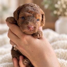 Wilder - Apricot male Goldendoodle puppy in Millville, California from Hope Lane Kennels