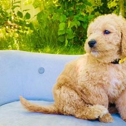 Goldendoodles from Doodle Tree