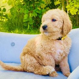 Goldendoodles from Doodle Tree