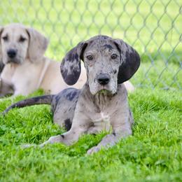 Merle Mantle Girl - Merle female Great Dane puppy in Golconda, Illinois from Breken Great Danes