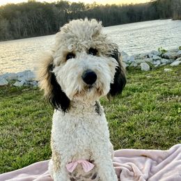 Mellie - Goldendoodle