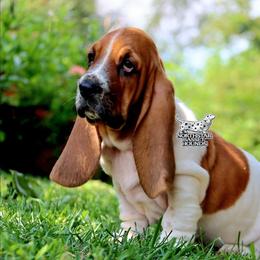 Coast - Mahogany and white female Basset Hound puppy in Pollock, Missouri from Northstar