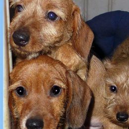 Dachshunds from Wildwood Champion Dachshunds