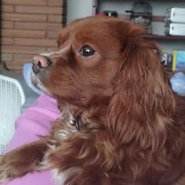 Maverick - Cavapoo