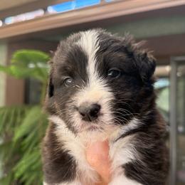 Biscotti Boy 5 - Black tri-color male Australian Shepherd puppy in Walnut Creek, California from Sweet Magnolia Aussies