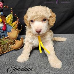 Jonathan - Cream male Poodle puppy in Mancelona, Michigan from Lavender poodles & doodles