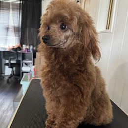 Elsie - Poodle