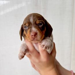 HORACE - Piebald male Dachshund puppy in Paso Robles, California from Drift & Dash Dachshunds