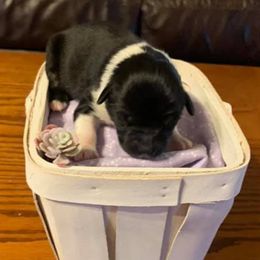 Miniature American Shepherds from LR Farms