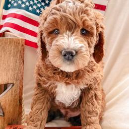 Tater - Red  male Goldendoodle puppy in Meridian, Idaho from Table Rock Legacy Doodles