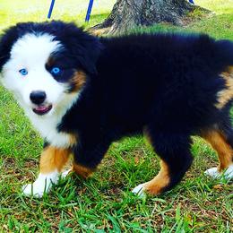 Miniature Australian Shepherd Puppies from Aussies Acre