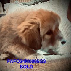 Colorado Mountain Dog Puppies from FAFO Ranch