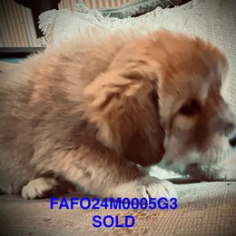 Colorado Mountain Dog Puppies from FAFO Ranch