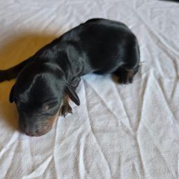 Girl 3 - Black and tan female Dachshund puppy in Fallon, Nevada from Butterbean Dachshunds