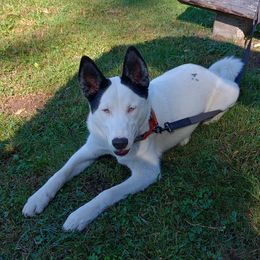 Rolly - Companion Cross