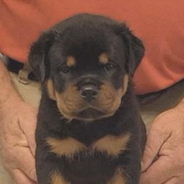 Tracker (Burgandy collar) - Black and mahogany male Rottweiler puppy in Carnesville,, Georgia from Von Knopf Rottweilers