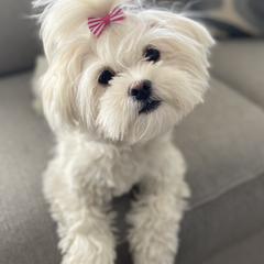 Mal-Shis and Shihpoos from 3 doodles’ littles