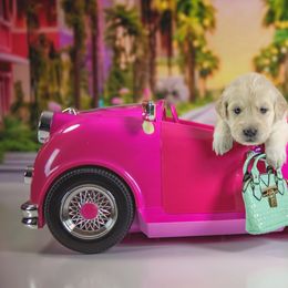 Princess Barbie - Golden Retriever puppy in Sierra Vista, Arizona from Golden Borealis