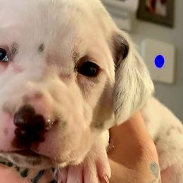 Boy 4 - Dalmatian puppy in Westfield, Massachusetts from Adopt A Spot New England