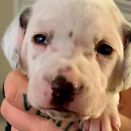 Boy 4 - Dalmatian puppy in Westfield, Massachusetts from Adopt A Spot New England