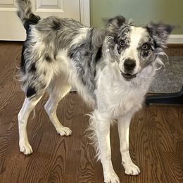 Baby Dog - Border Collie