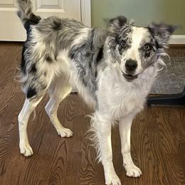 Baby Dog - Border Collie
