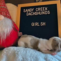 Sweetheart - Dapple female Dachshund puppy in Rosanky, Texas from Sandy Creek Minatare Dachshunds