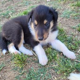 Raven - Black white and tan female Collie puppy in Newberry, South Carolina from Country Haven Collies