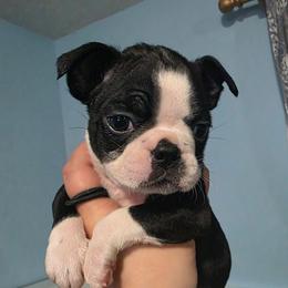 Georgia Rose (Cocoa) - Black and white female Boston Terrier puppy in Columbus, Ohio from Bryn's AKC Bostons