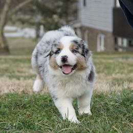 Girl 2 - female Australian Shepherd puppy in Holmesville, Ohio from Coffee Run Spring at Miller Farms