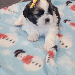 Shih Tzu Puppies from Shih Tzu Playhouse