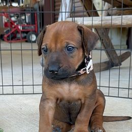 Liberty - Rd whtn blk nose female Rhodesian Ridgeback puppy in Montgomery, Texas from Timber Ridge Kennels
