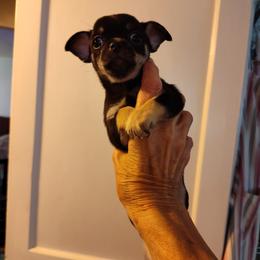 Mr. W.B. - Black and tan male Chihuahua puppy in Bishopville, South Carolina from Dee Hayes